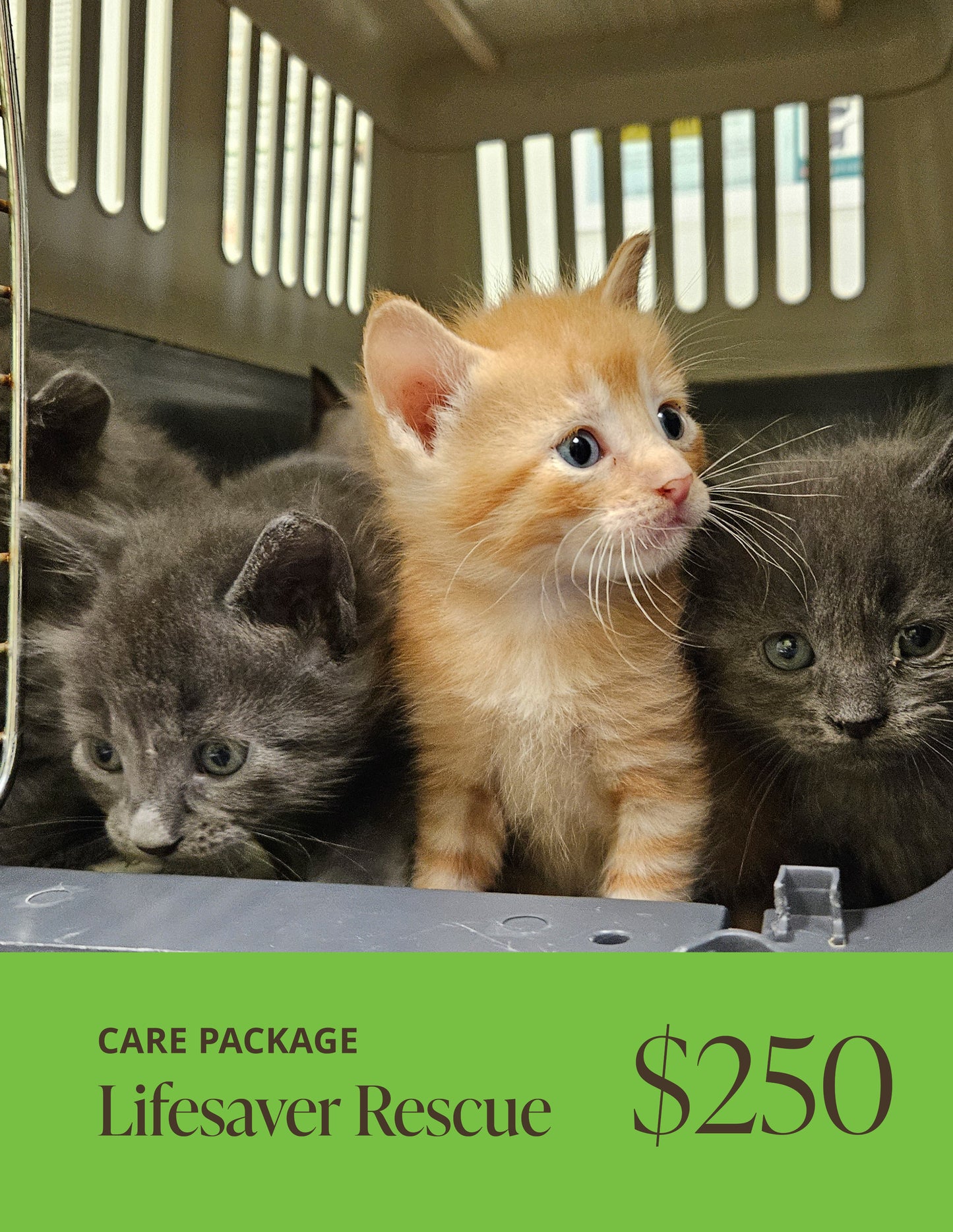 Lifesaver Rescue Care Package