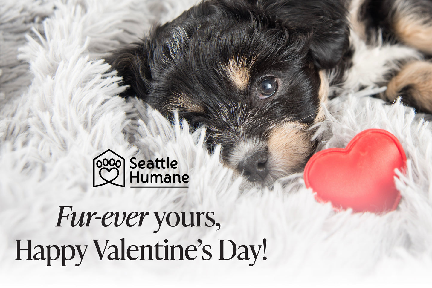 Fur-ever Yours e-card