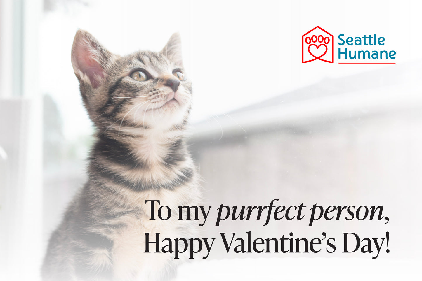 To My Purrfect Person e-card