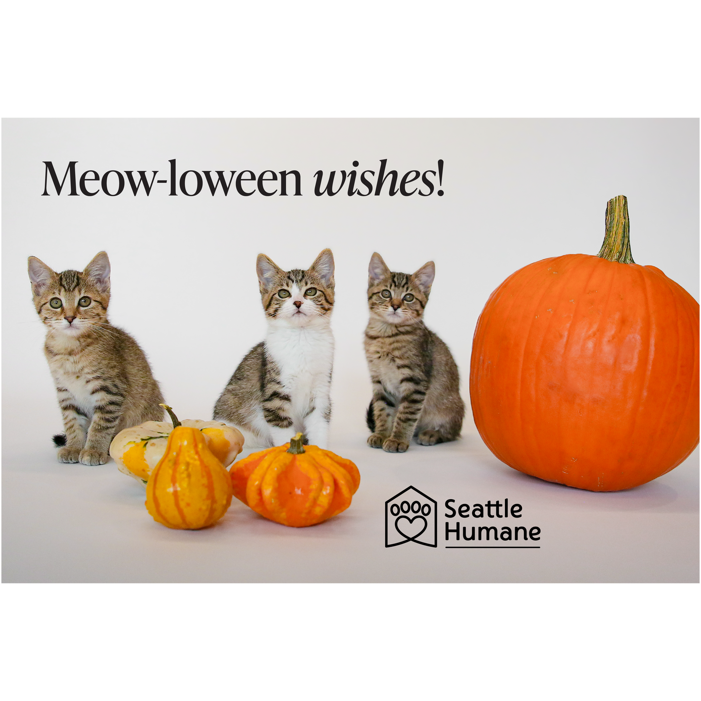 Meow-loween wishes e-card