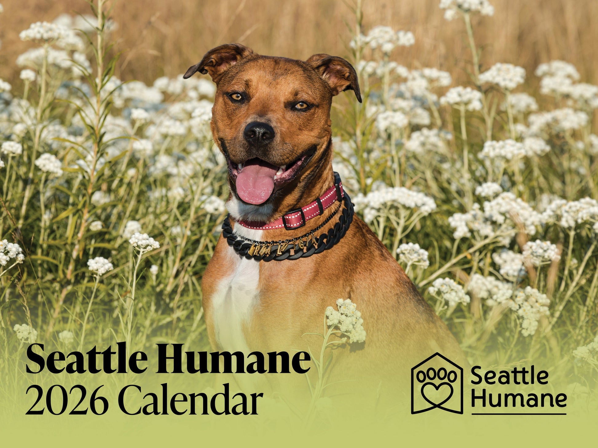 Dog in a field of flowers with 'Seattle Humane' logo and text for 2026 calendar