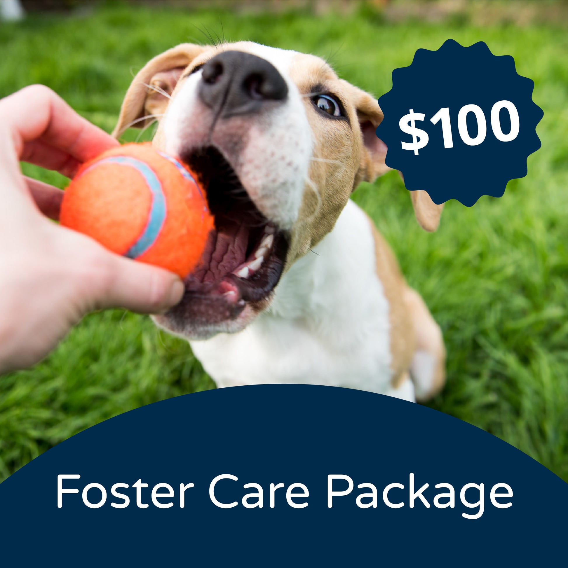 Foster Care Package – Seattle Humane Store
