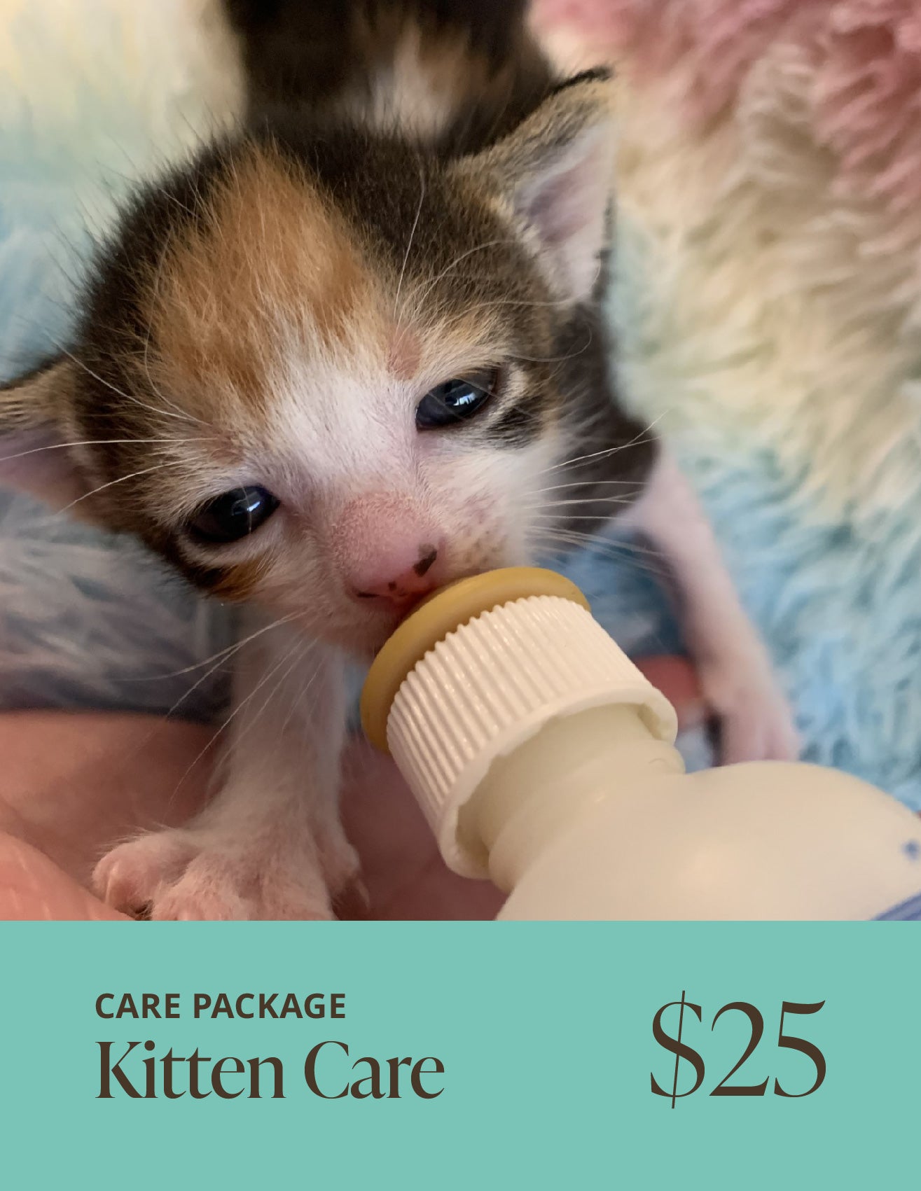 Kitten Care Package