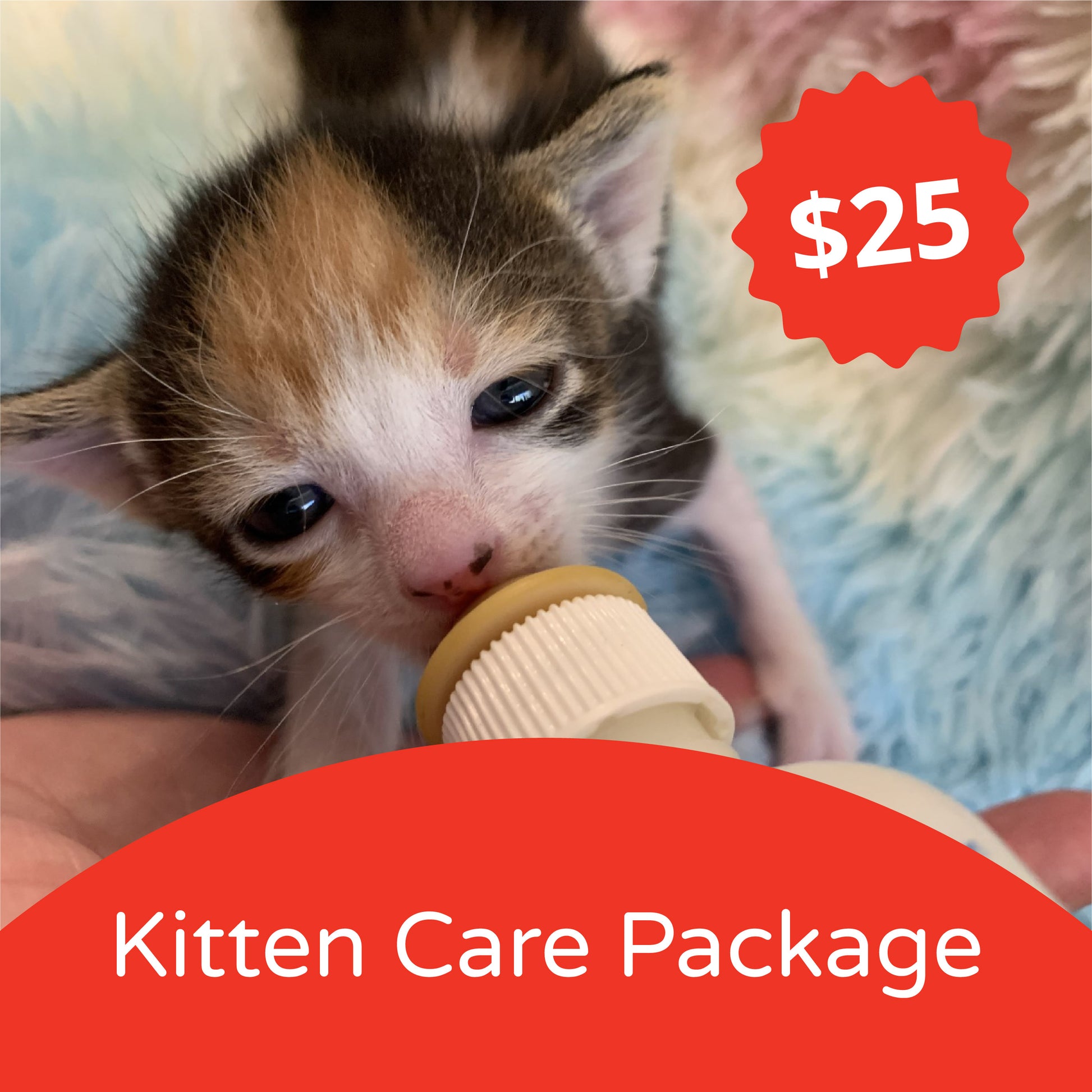 Kitten Care Package Seattle Humane Store