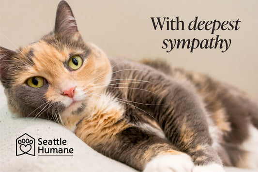 With Deepest Sympathy (cat) e-card