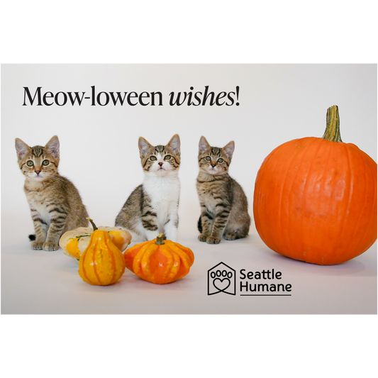 Meow-loween wishes e-card